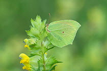 Cleopatra butterfly (Gonepteryx cleopatra) on Yellow rattle, French Pyrenees, France. May