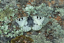 Clouded apollo butterfly (Parnassius mnemosyne) French Pyrenees. May