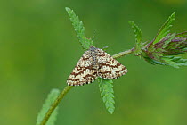 Common heath moth (Ematurga atomaria) South of Fillols, French Pyrenees, France, May.