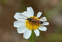 Flower beetle (Stenopterus rufus) on aster flower, Saint Paul-de-Fenouillet, French Pyrenees, France. May