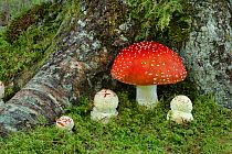 Fly agaric (Amanita muscaria) mushrooms at different stages of development. Ards Forest Park, Creeslough, Co. Donegal, Northern Ireland. September