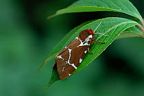 Great tiger moth (Arctia caja americana) Lac-Drolet, province, Quebec, Canada, November.