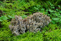 Grey coral fungus (Clavulina cinerea) Gosford Forest Park, Co. Armagh, Northern Ireland. September
