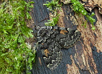 Litter moth (Idia calvaria) South of Ceske Budejovice, Czech Republic. October