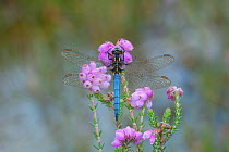 Keeled skimmer dragonfly (Orthetrum coerulescens) male resting on Erica flower, Leitrim Lodge, Mourne Mountains, Co. Down, Northern Ireland. July