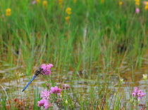 Keeled skimmer dragonfly (Orthetrum coerulescens) male resting on Erica flower,, Leitrim Lodge, Mourne Mountains, Co. Down, Northern Ireland. July