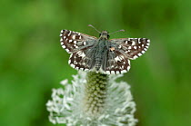 Oberthur&#39;s grizzled skipper (Pyrgus armoricanus) on plantain flower, South of Casteil, French Pyrenees, France. May