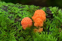Red raspberry slime fungus (Tubifera ferruglnosa) Gosford Forest Park, Co. Armagh, Northern Ireland. September.