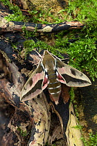 Spurge hawk-moth (Hyles euphorbiae) male, Dnipro City, Ukraine. November.