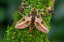Spurge hawk-moth (Hyles euphorbiae) male, Dnipro City, Ukraine. November.