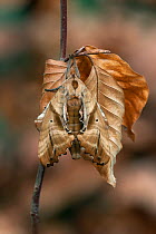 Blinded sphinx (Paonias excaecatus) moth camouflaged on leaves, Lac-Drolet Province, Quebec, Canada. November