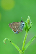 Blue-spot hairstreak butterfly (Satyrium spini) South of Casteil, French Pyrenees, France. May