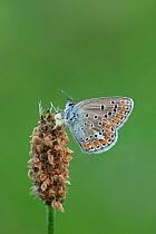 Brown argus butterfly (Aricia agestis), French Pyrenees. May