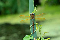 Brown hawker dragonfly (Aeshna grandis) male, Brackagh Moss NNR, Portadown, Co. Armagh, Northern Ireland. July. Small repro only.