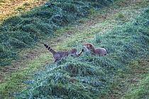 Wild cat (Felis silvestris) and Red fox (Vulpes vulpes) fighting, Vosges, France, May. Small repro only.