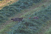 Wild cat (Felis silvestris) and Red fox (Vulpes vulpes) fighting, Vosges, France, May. Sequence 2 of 3