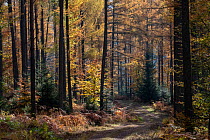 Path through Larch forest in autumn, Vosges, France, November.
