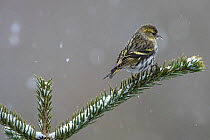 Eurasian siskin (Spinus spinus) female perched on snowy conifer, Vosges, France, March.