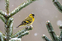 Eurasian siskin (Spinus spinus) male perched on snowy conifer, Vosges, France, March.