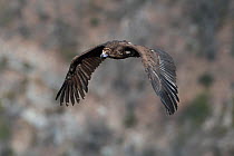 Cinereous vulture (Aegypius monachus) in flight, Cevennes National Park, France, March.