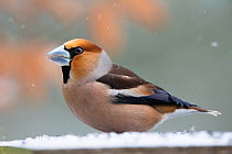 Hawfinch (Coccothrauste coccothraustes) in snow, Vosges, France, March.