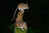 Wood mice (Apodemus sylvaticus) climbing on mossy branch. Dorset, UK October.