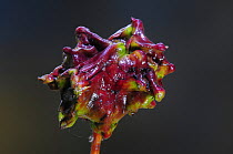 Knopper gall of the gall wasp (Andricus quercuscalicis) Dorset, England, UK, September.