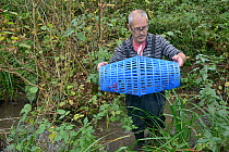 Richard Spyvee inspects a baited trap that has caught many White-clawed crayfish (Austropotamobius pallipes) under license in a well stocked stream for translocation of healthy Crayfish to an ARK site...