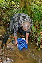 Richard Spyvee lifting a baited trap set for White-clawed crayfish (Austropotamobius pallipes) under license in a well stocked stream for translocation of healthy Crayfish to an ARK site, safe from Si...
