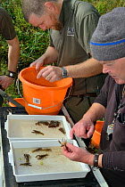 GWT team processing White-clawed crayfish (Austropotamobius pallipes) in a well-stocked stream to check their size, sex and health ahead of translocation to an ARK site, safe from Signal crayfish (Pac...