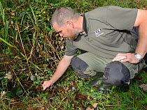 John Field releasing a very large male White-clawed crayfish (Austropotamobius pallipes) back to a well-stocked stream where it was caught in case it proved too aggressive for safe translocation to an...