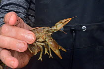 Large White-clawed crayfish (Austropotamobius pallipes) caught in a well stocked stream ahead of translocation to an ARK site, safe from Signal crayfish (Pacifastacus leniusculus) and Crayfish plague,...