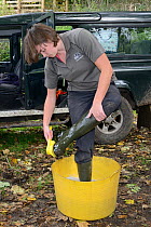 Emma Settle of GWT disinfecting her boots before helping to release White-clawed crayfish (Austropotamobius pallipes) at an ARK site, safe from Signal crayfish (Pacifastacus leniusculus) and Crayfish...