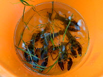 White-clawed crayfish (Austropotamobius pallipes) collected from a well-stocked stream in a bucket ready for release at an ARK site, safe from Signal crayfish (Pacifastacus leniusculus) and Crayfish p...