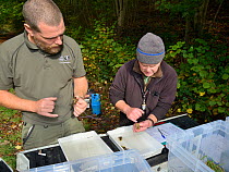 John Field and a GWT volunteer inspecting White-clawed crayfish (Austropotamobius pallipes) caught in a well-stocked stream to check their size, sex and health ahead of translocation to an ARK site, s...