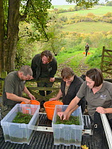 GWT team placing White-clawed crayfish (Austropotamobius pallipes) collected from a well-stocked stream in buckets for release at an ARK site, safe from Signal crayfish (Pacifastacus leniusculus) and...