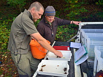 John Field placing White-clawed crayfish (Austropotamobius pallipes) in an inspection tray for sexing and health checks ahead of translocation to an ARK site, safe from Signal crayfish (Pacifastacus l...