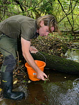 Alan Sumnall of GWT releasing White-clawed crayfish (Austropotamobius pallipes) collected from a well stocked location at at an ARK site stream, safe from Signal crayfish (Pacifastacus leniusculus) an...