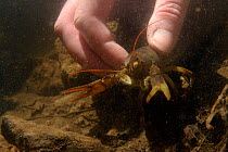 White-clawed crayfish (Austropotamobius pallipes) collected from a well-stocked stream being released at an ARK site stream, safe from Signal crayfish (Pacifastacus leniusculus) and Crayfish plague, E...