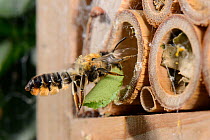 Leafcutter / Rose-cutter bee (Megachile willughbiella) carrying a circular section of a Rose leaf it has just cut to its nest in a Bamboo tube in an insect hotel, Wiltshire, UK, July.