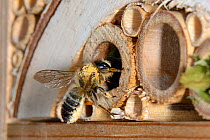 Leafcutter / Rose-cutter bee (Megachile willughbiella) lands at its nest in a Bamboo tube in an insect hotel to provision it with pollen carried on the long hairs under its abdomen, Wiltshire, UK, Jul...
