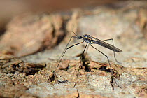 Limonid cranefly (Gnophomyia viridipennis) a nationally scarce fly of ancient woodland standing on the bark of a recently logged Poplar tree. Grubs of this species feed comunally on fungi under the ba...