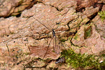 Limonid cranefly (Gnophomyia viridipennis) a nationally scarce fly of ancient woodland standing on the bark of a recently logged Poplar tree. Grubs of this species feed comunally on fungi under the ba...