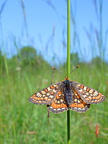 Marsh fritillary butterfly (Euphydryas aurinia) sunning on grass stem in a chalk grassland meadow, Wiltshire, UK, May.
