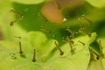 Mosquito larvae (Culicidae), filter feeding in a garden pond with the breathing tubes at the ends of their abdomens reaching the surface, Wiltshire, UK, June.