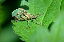 Green nettle weevils (Phyllobius pomaceus) mating on a Common nettle (Urtica dioica) leaf, Wiltshire, UK, May.