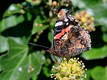 Red Admiral butterfly (Vanessa atalanta) nectaring on Ivy flowers (Hedera helix) in a garden, Wiltshire, UK, October.