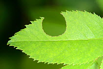 Rose leaf (Rosa sp.) with circle cut out by a Leafcutter / Rose-cutter bee (Megachile willughbiella) for its nearby nest, Wiltshire garden, UK, July.