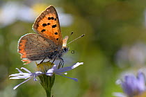 Small copper butterfly (Lycaena phlaeas) standing on an Aster flower in a meadow, Bath and northeast Somerset, UK, September.