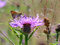 Small skipper butterfly (Thymelicus sylvestris) nectaring on a Greater knapweed flower (Centaurea scabiosa) in a meadow, Green Lane Wood, Wiltshire, UK, July.